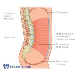 pelvic-floor-photo.jpg